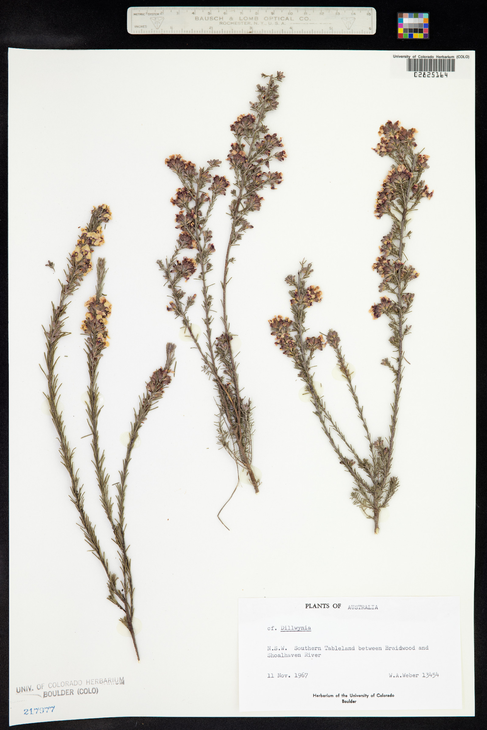 Dillwynia image