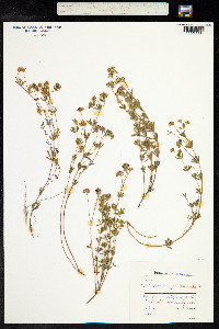 Dorycnium germanicum image