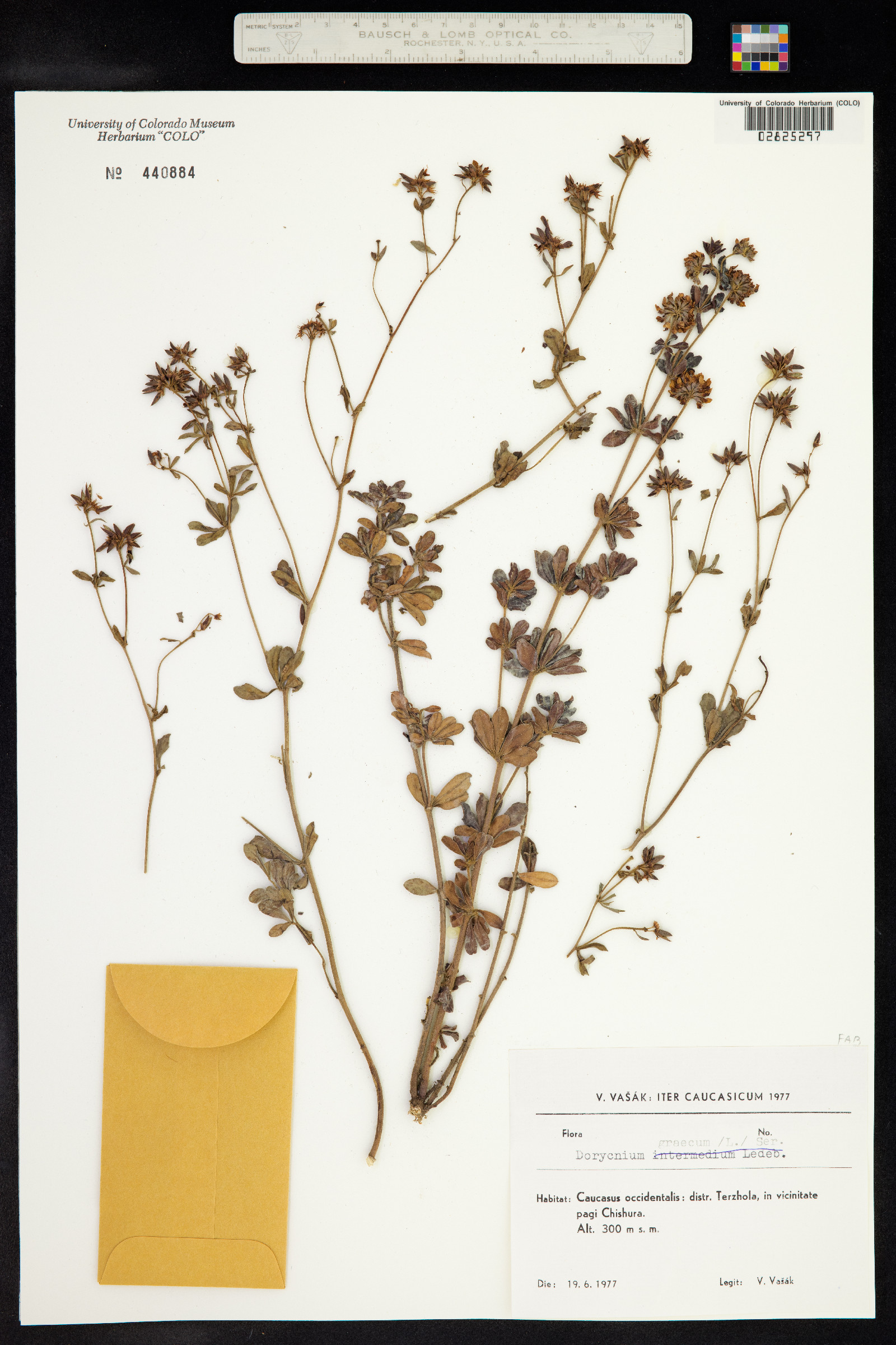 Dorycnium graecum image