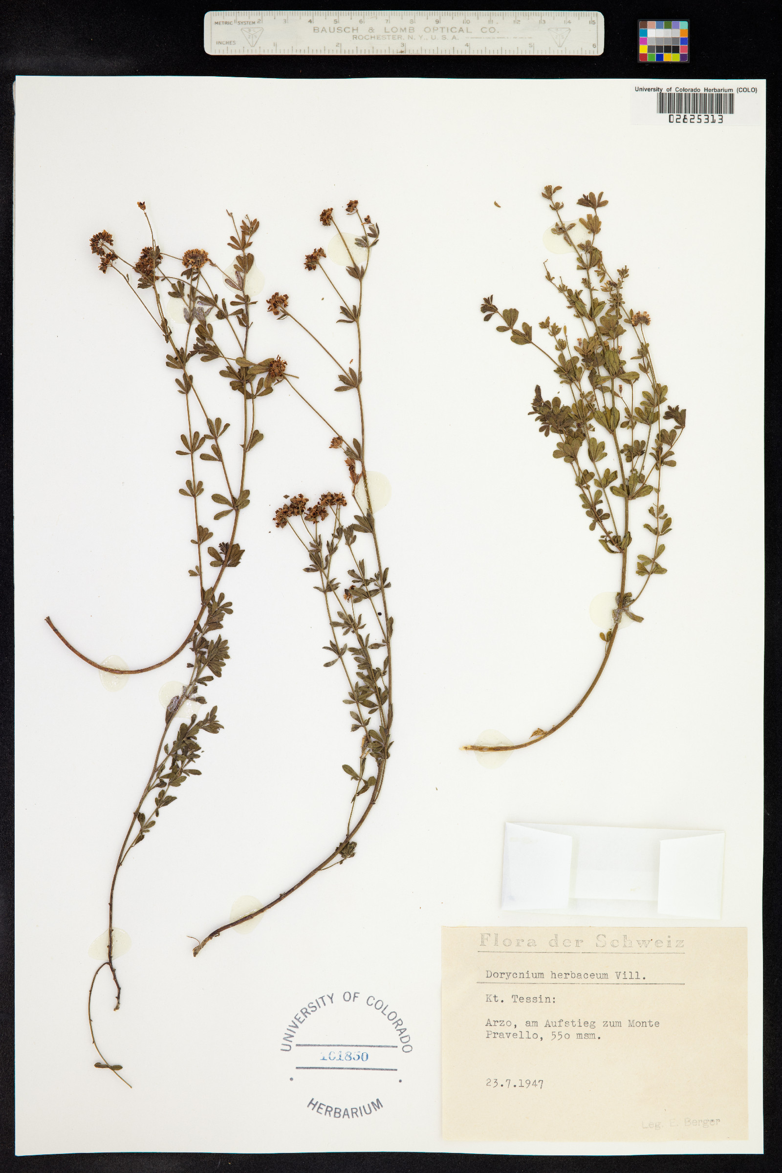 Dorycnium pentaphyllum ssp. herbaceum image