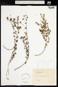 Dorycnium pentaphyllum ssp. herbaceum image