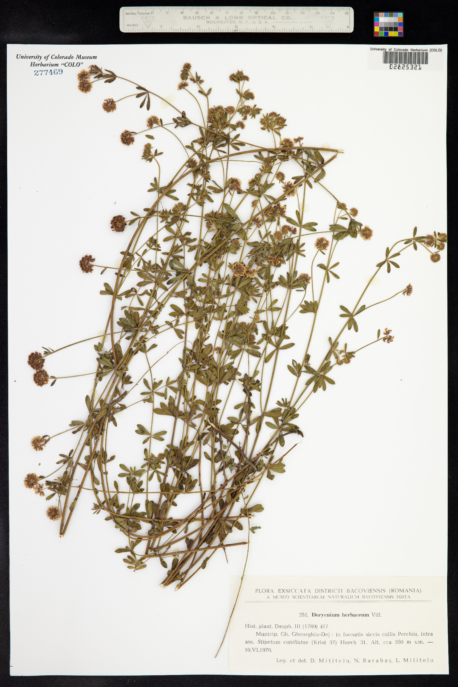 Dorycnium pentaphyllum ssp. herbaceum image