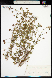 Dorycnium herbaceum image