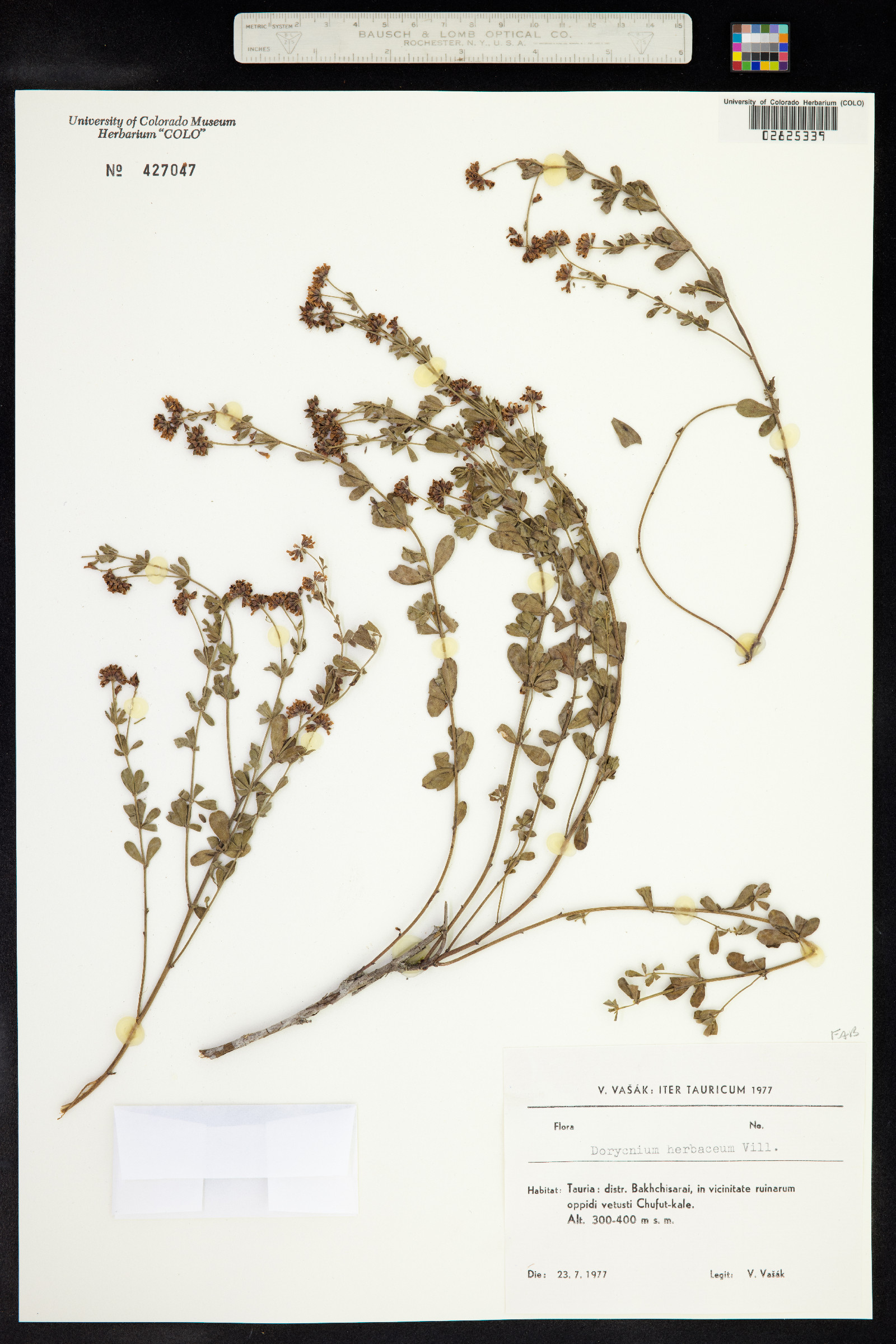 Dorycnium pentaphyllum image