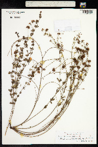 Dorycnium pentaphyllum ssp. herbaceum image