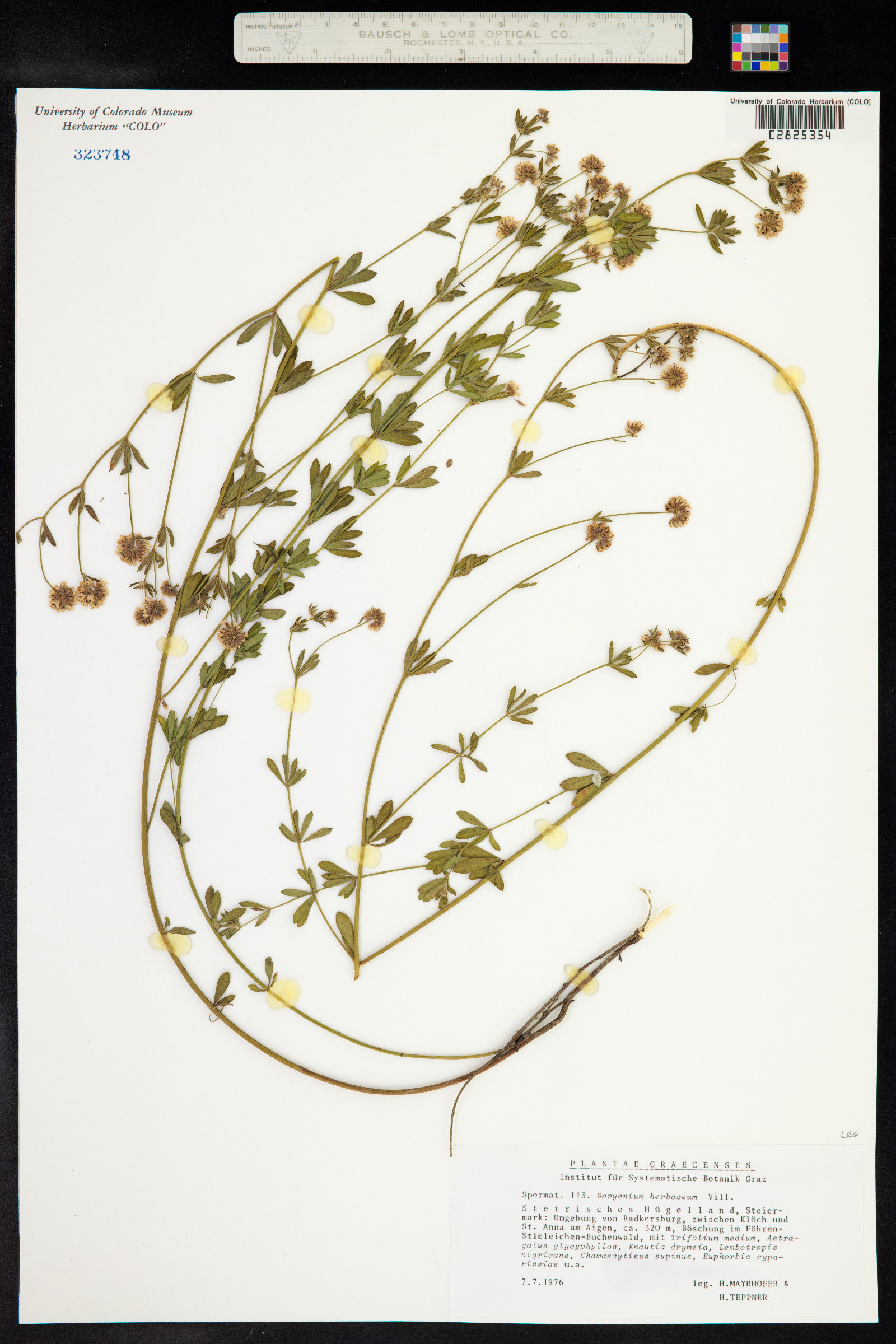 Dorycnium pentaphyllum image