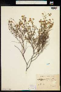 Dorycnium pentaphyllum ssp. herbaceum image