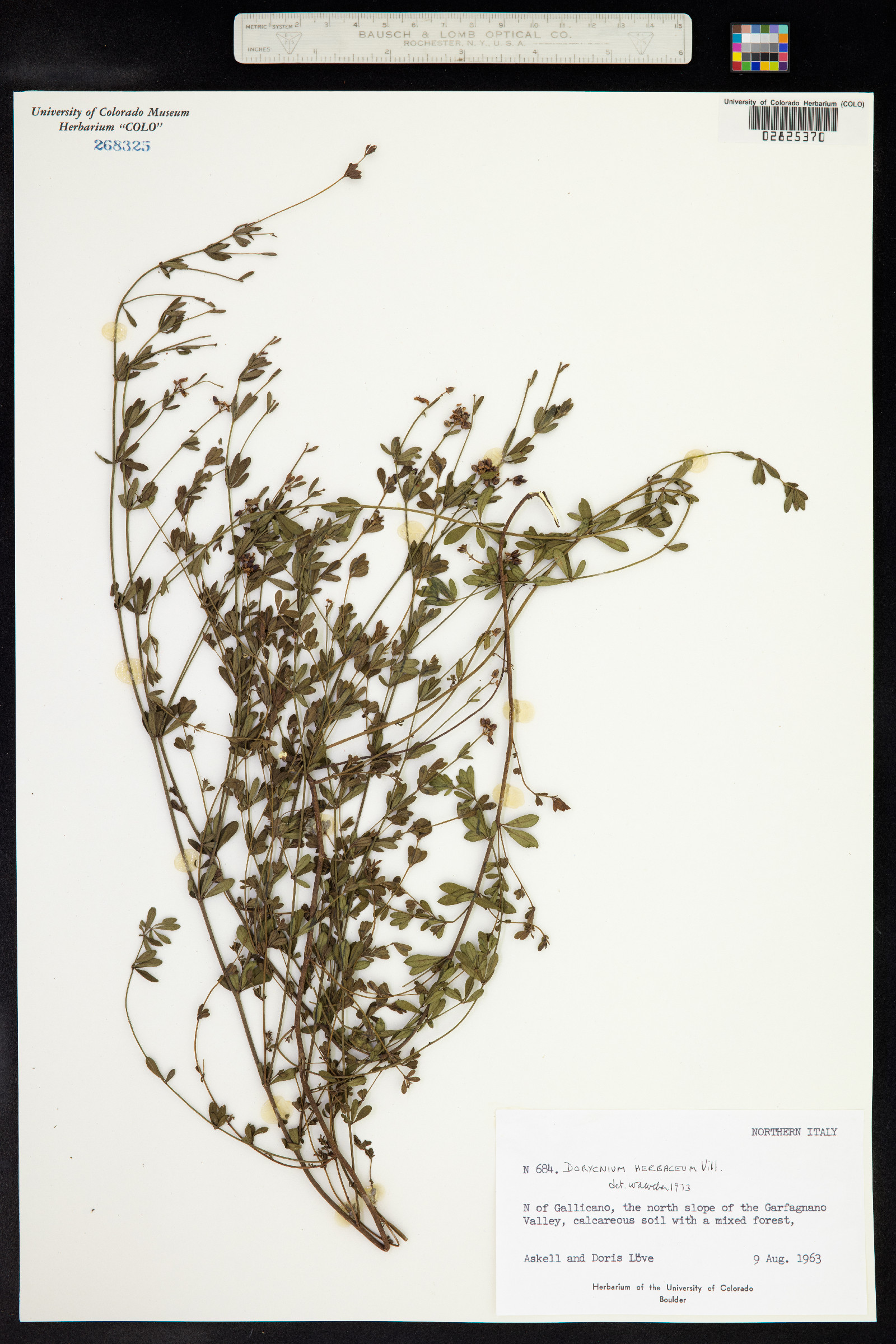 Dorycnium pentaphyllum image