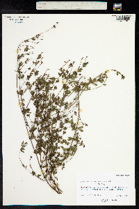 Dorycnium pentaphyllum ssp. herbaceum image