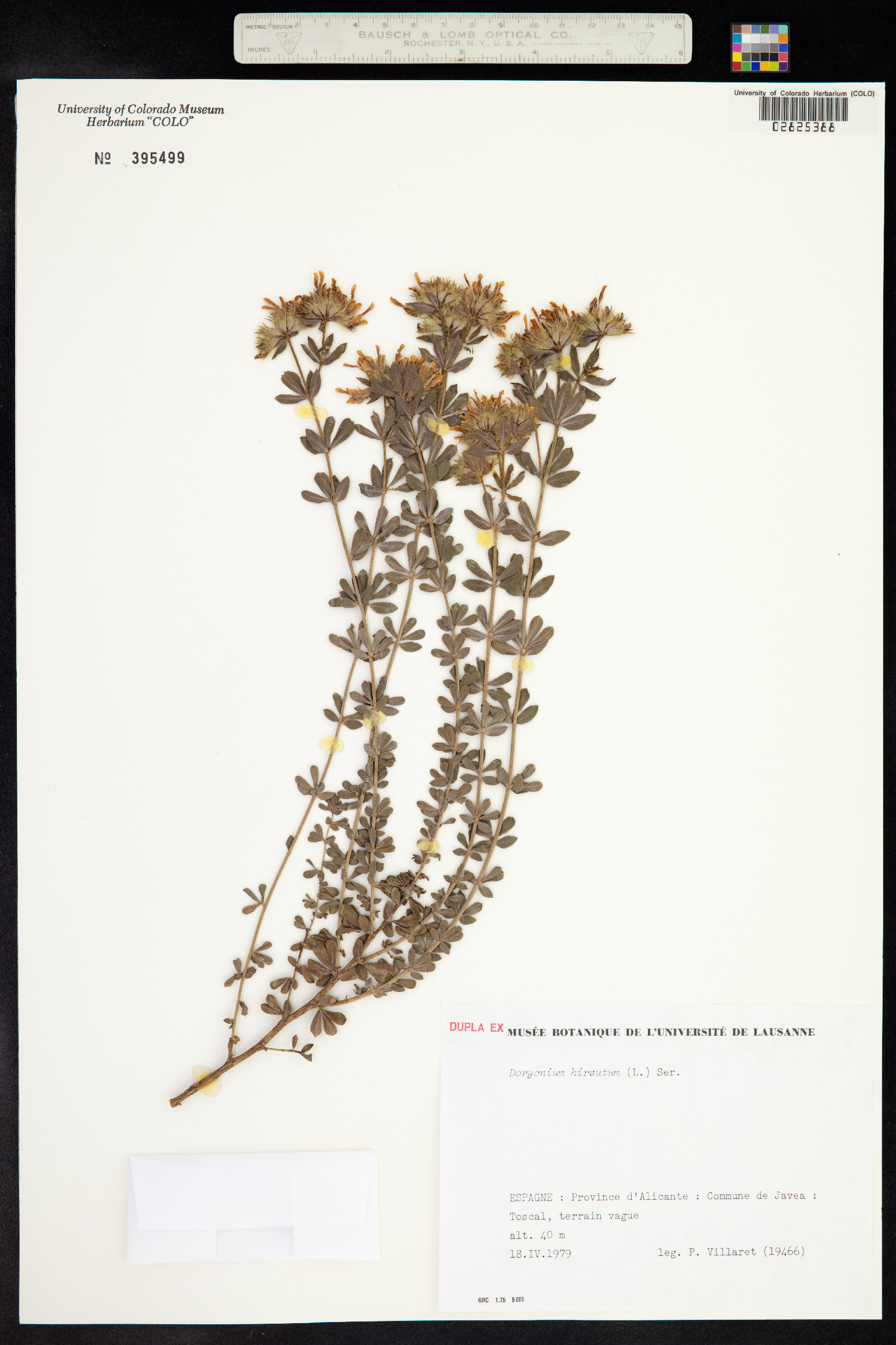 Dorycnium hirsutum image