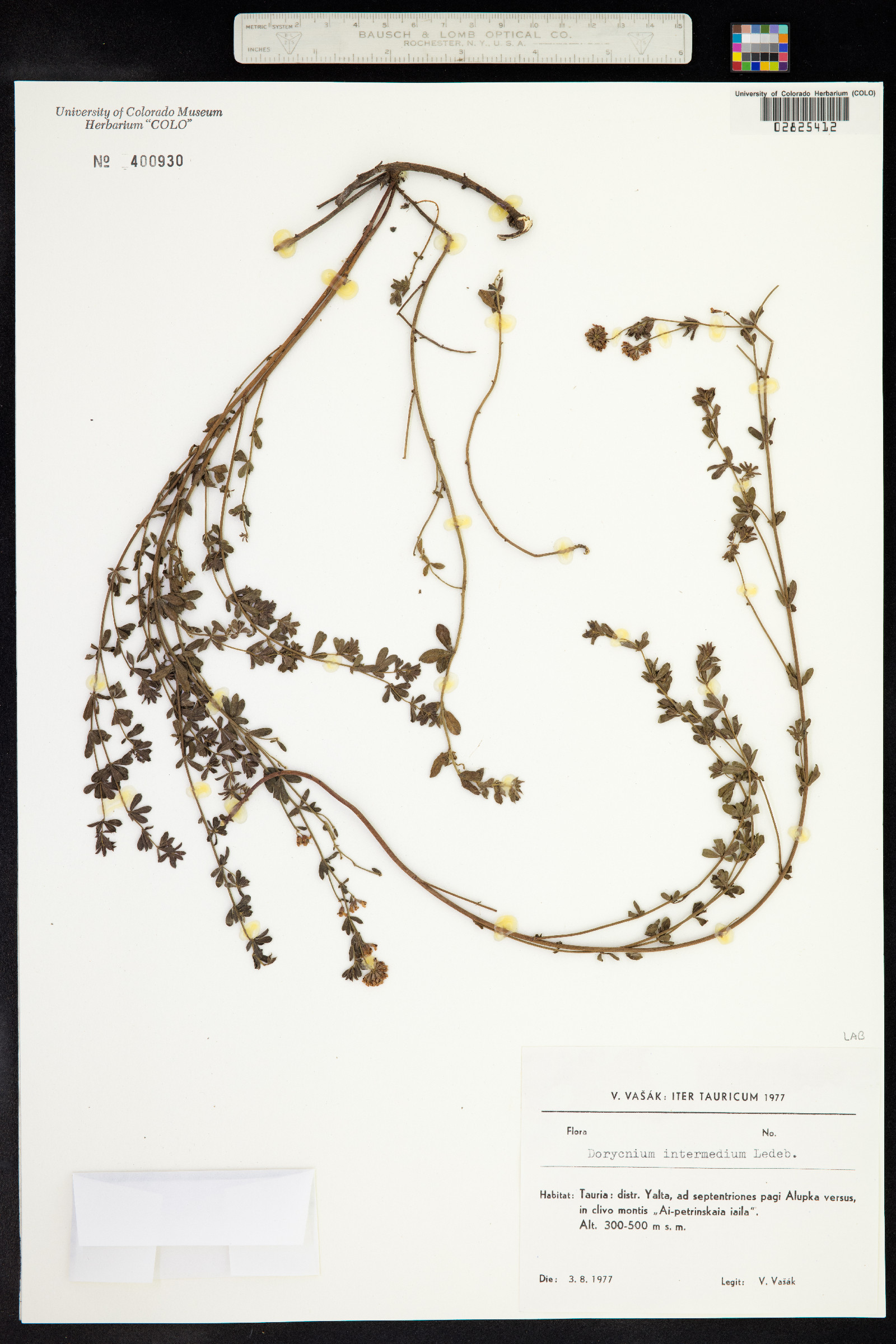 Dorycnium pentaphyllum ssp. herbaceum image