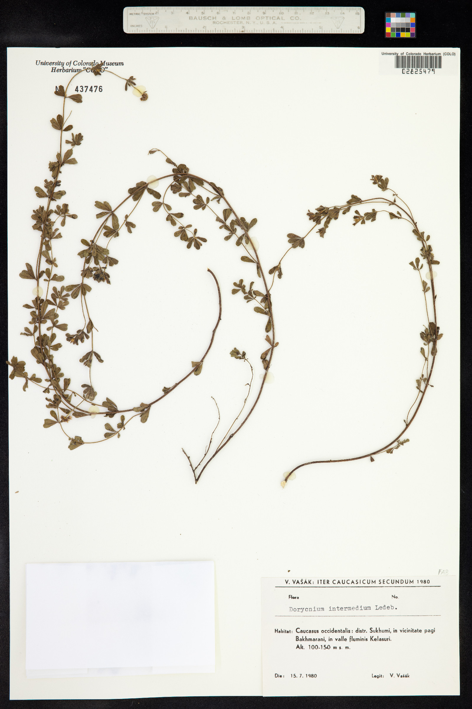 Dorycnium pentaphyllum image