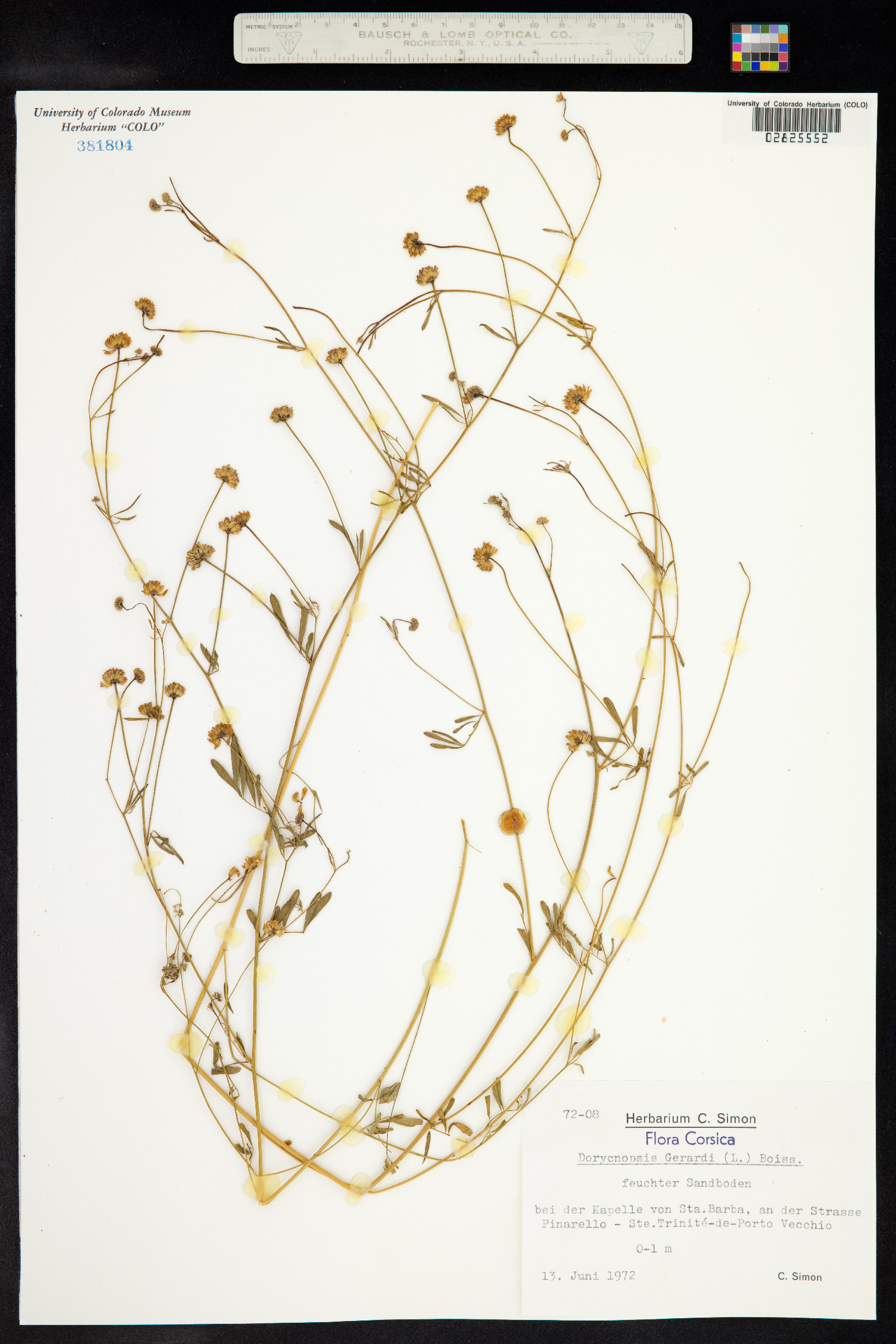 Dorycnopsis gerardii image