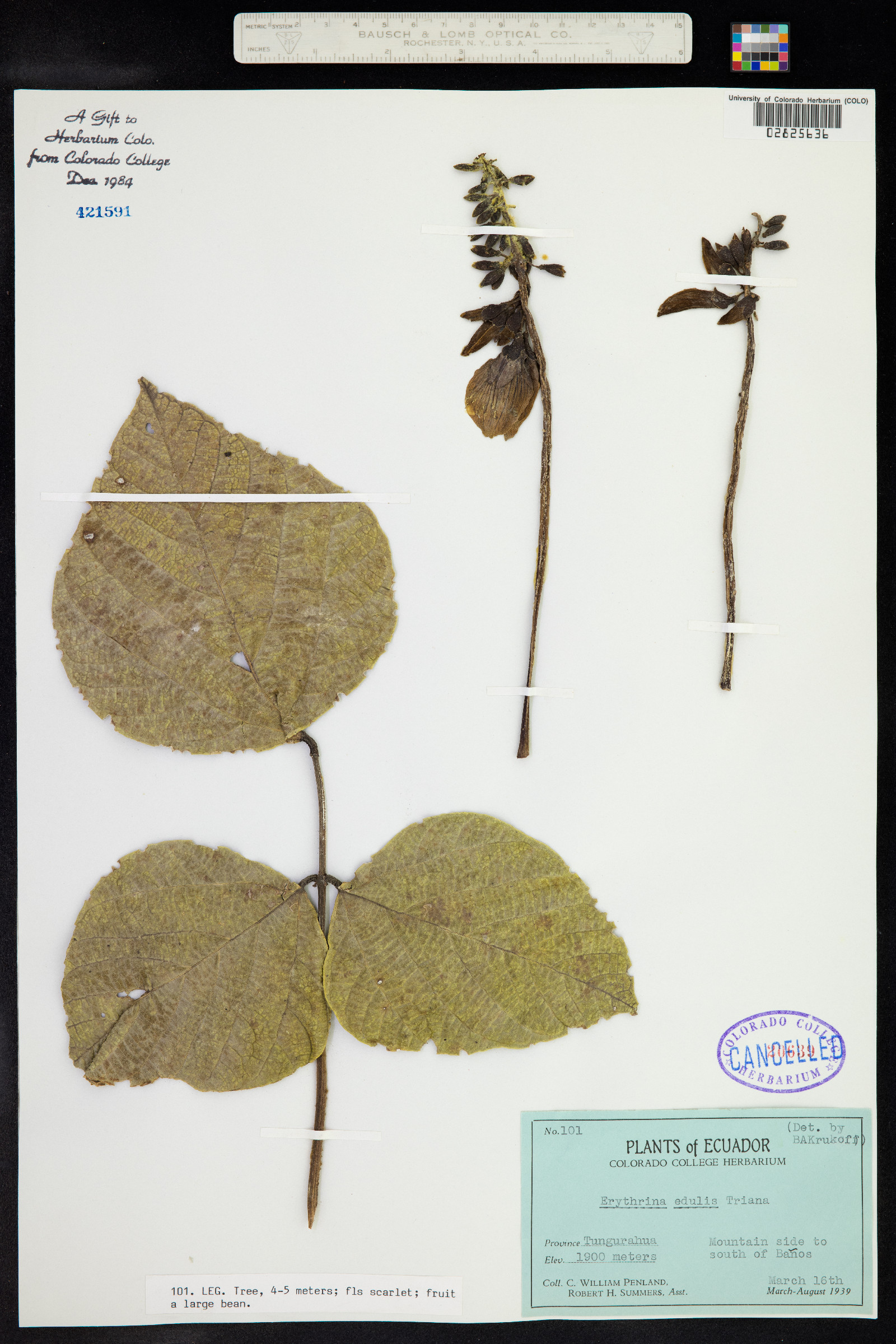Erythrina edulis image