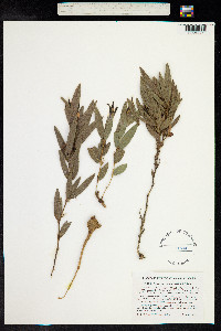 Eriosema crinitum image