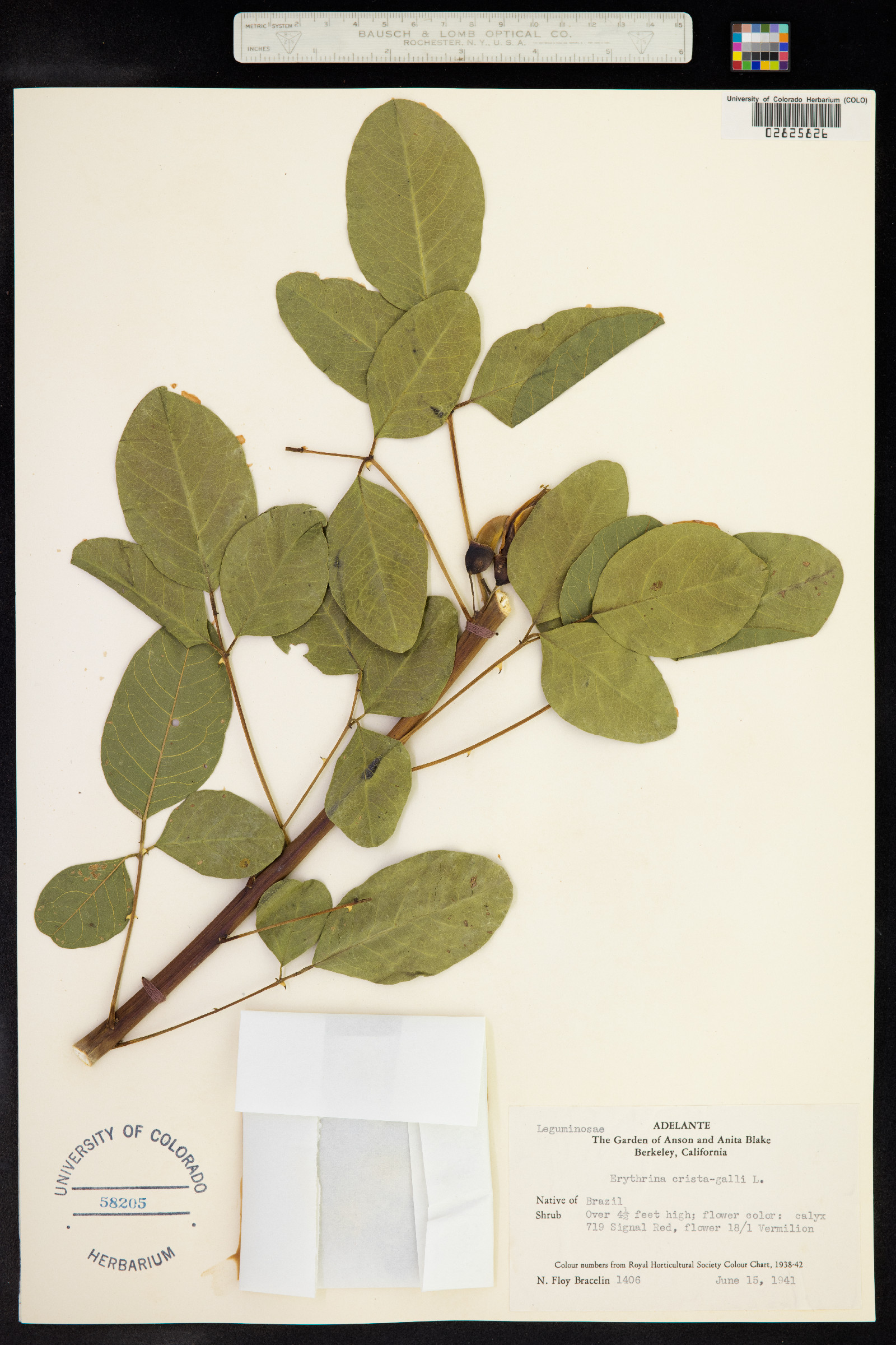 Erythrina crista-galli image