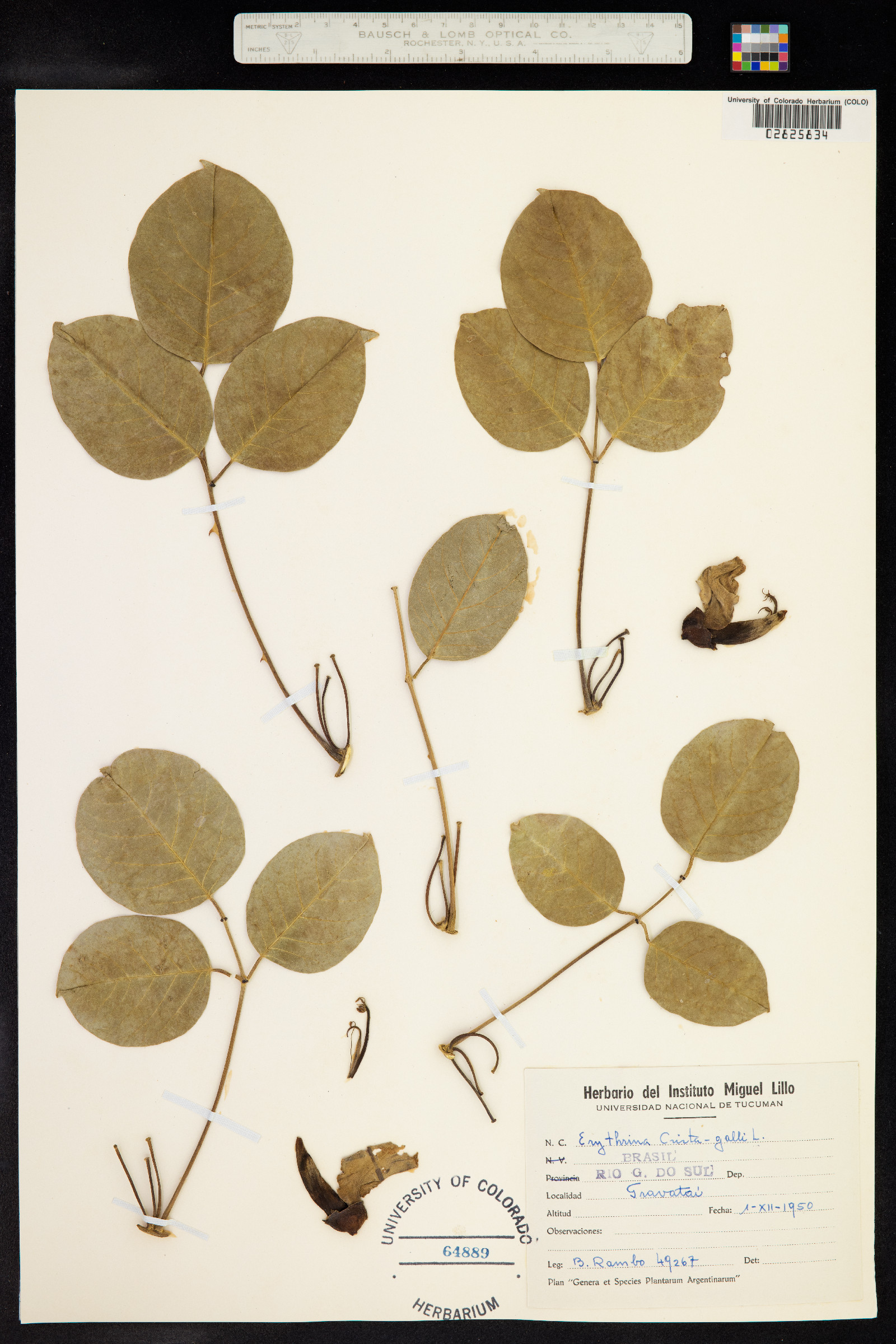 Erythrina crista-galli image