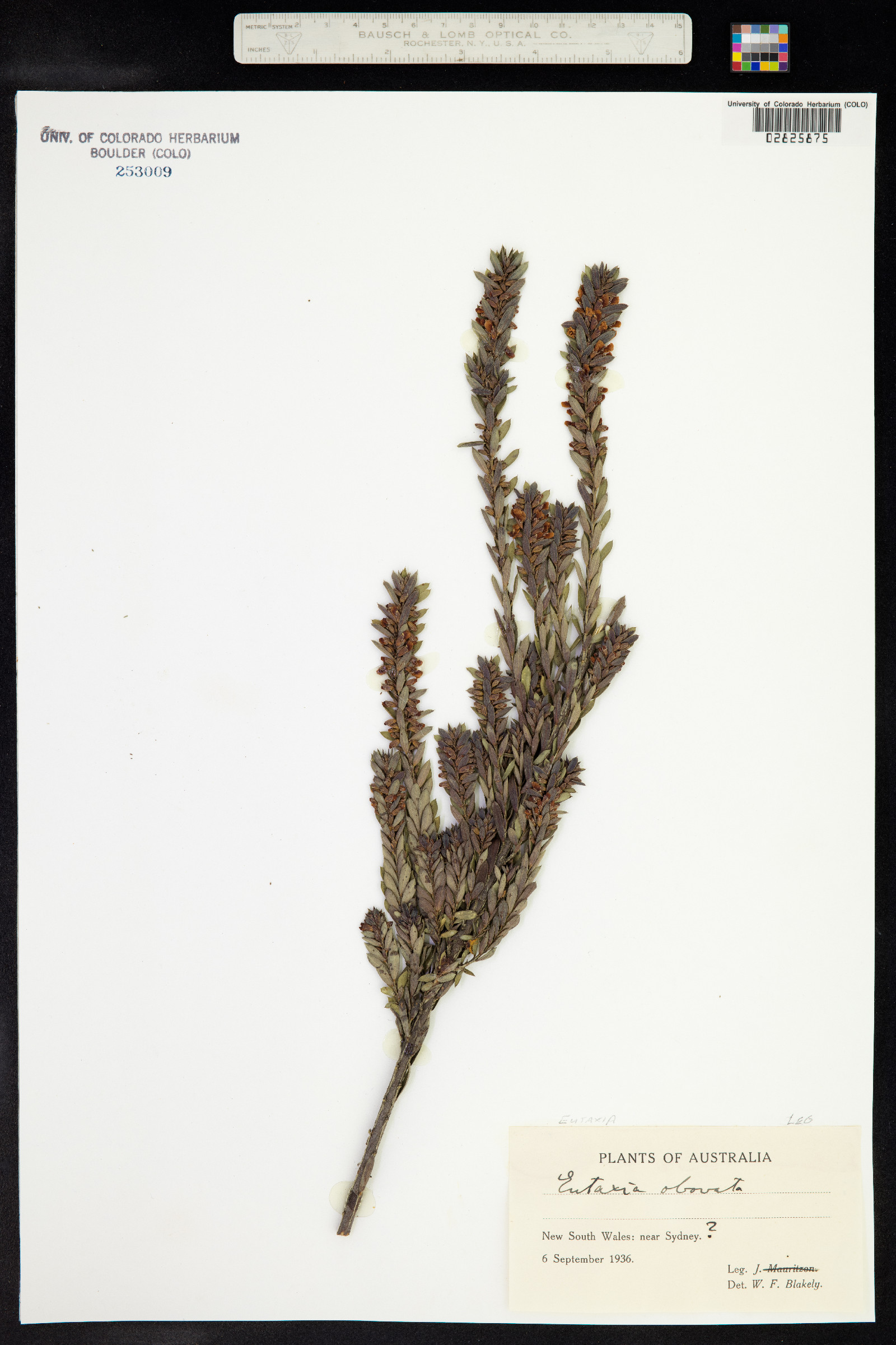Eutaxia obovata image
