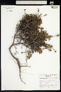 Eutaxia microphylla image