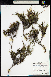 Eutaxia microphylla image