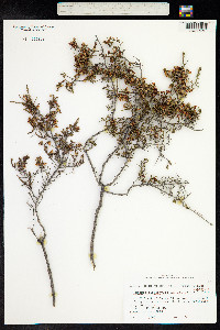 Eutaxia microphylla image