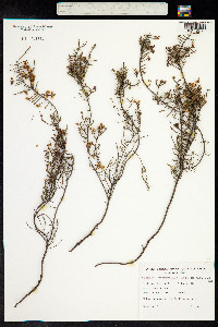 Eutaxia microphylla image