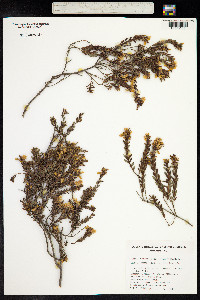 Eutaxia microphylla image