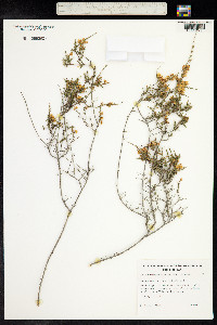 Eutaxia microphylla image