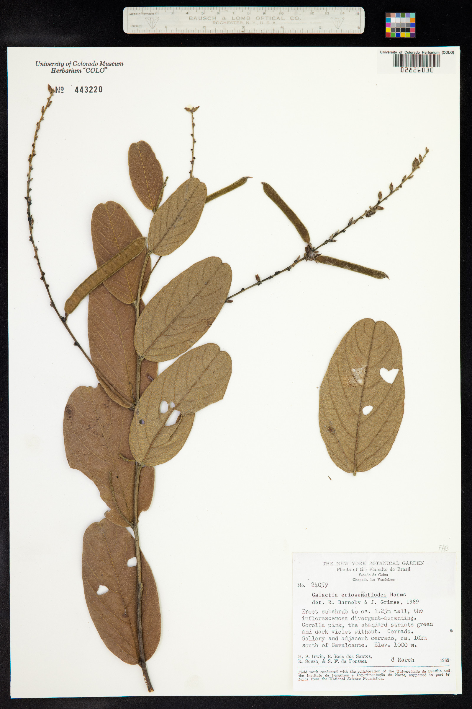 Cerradicola eriosematoides image