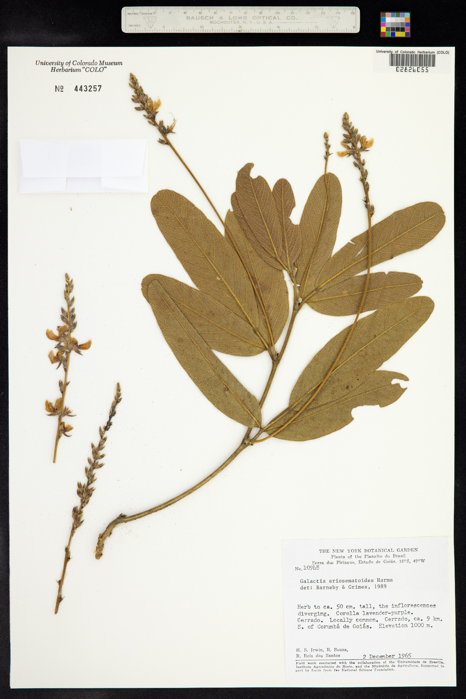 Cerradicola eriosematoides image