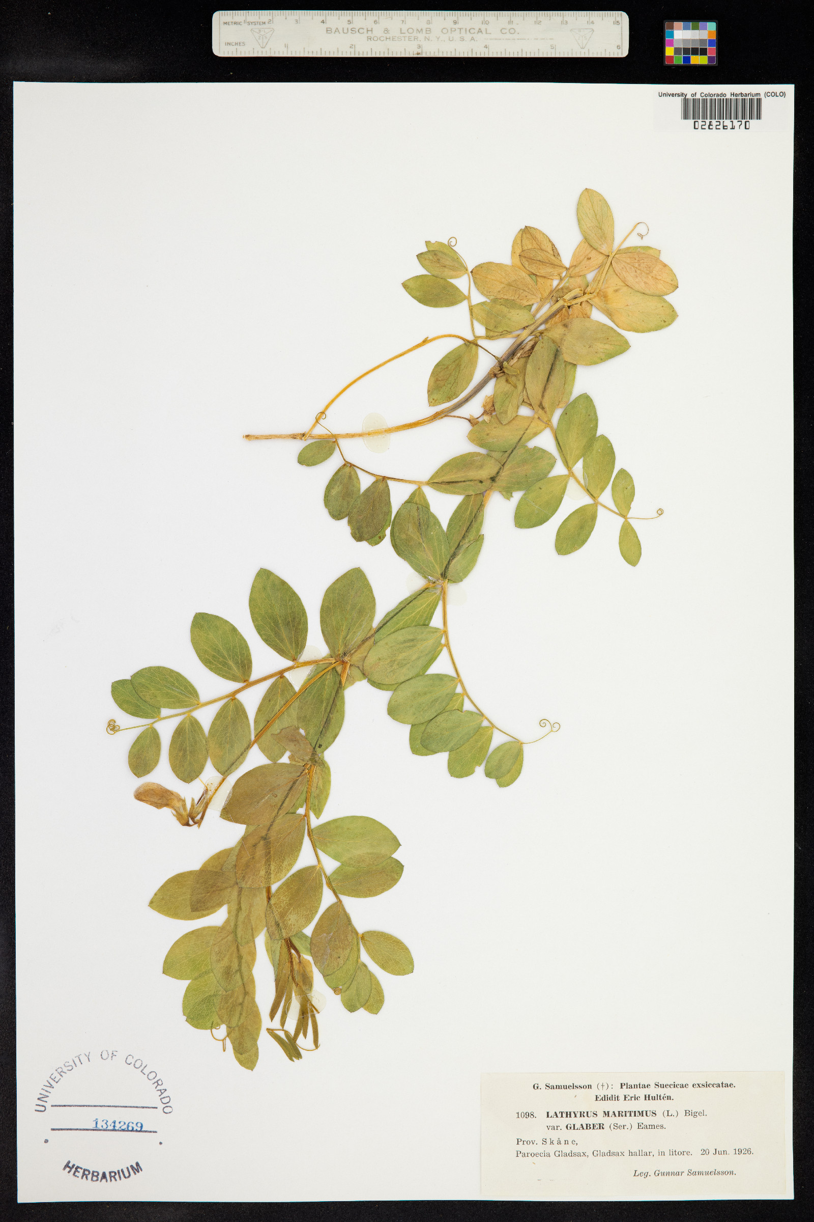 Lathyrus japonicus image