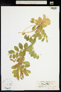 Lathyrus japonicus image