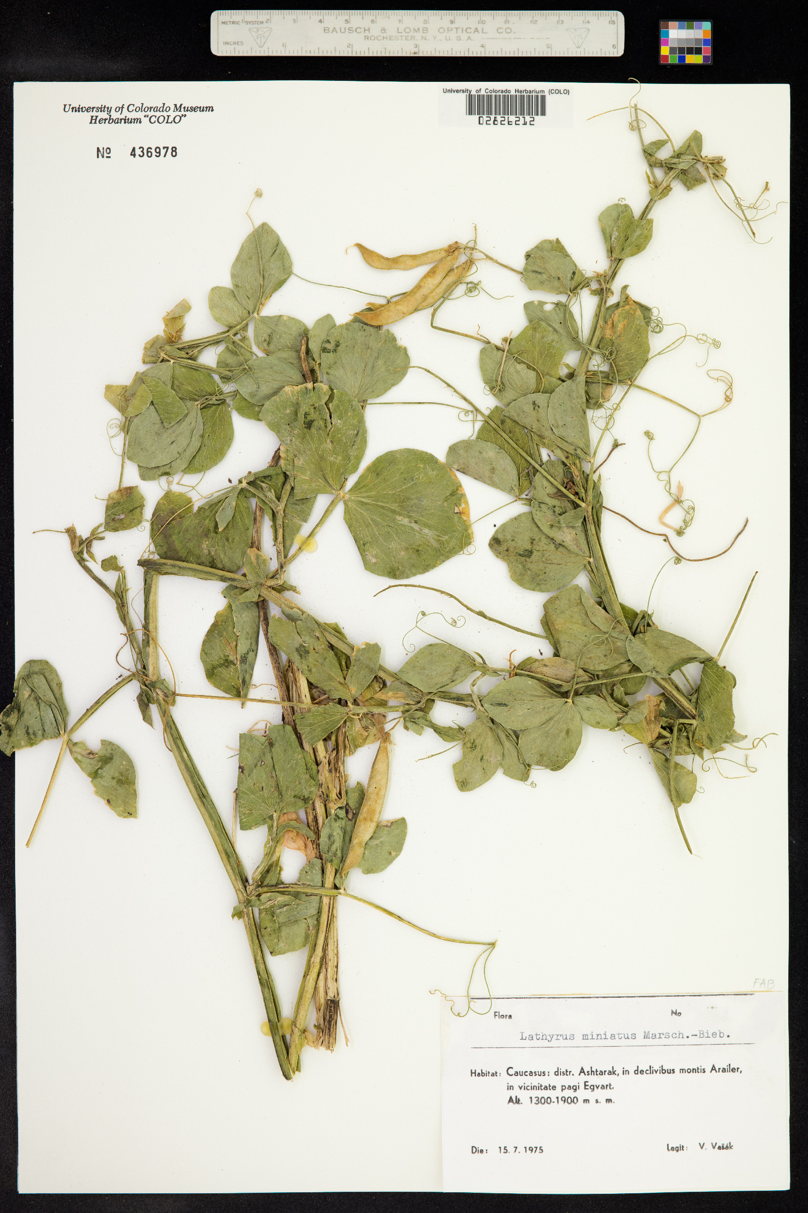 Lathyrus japonicus var. maritimus image