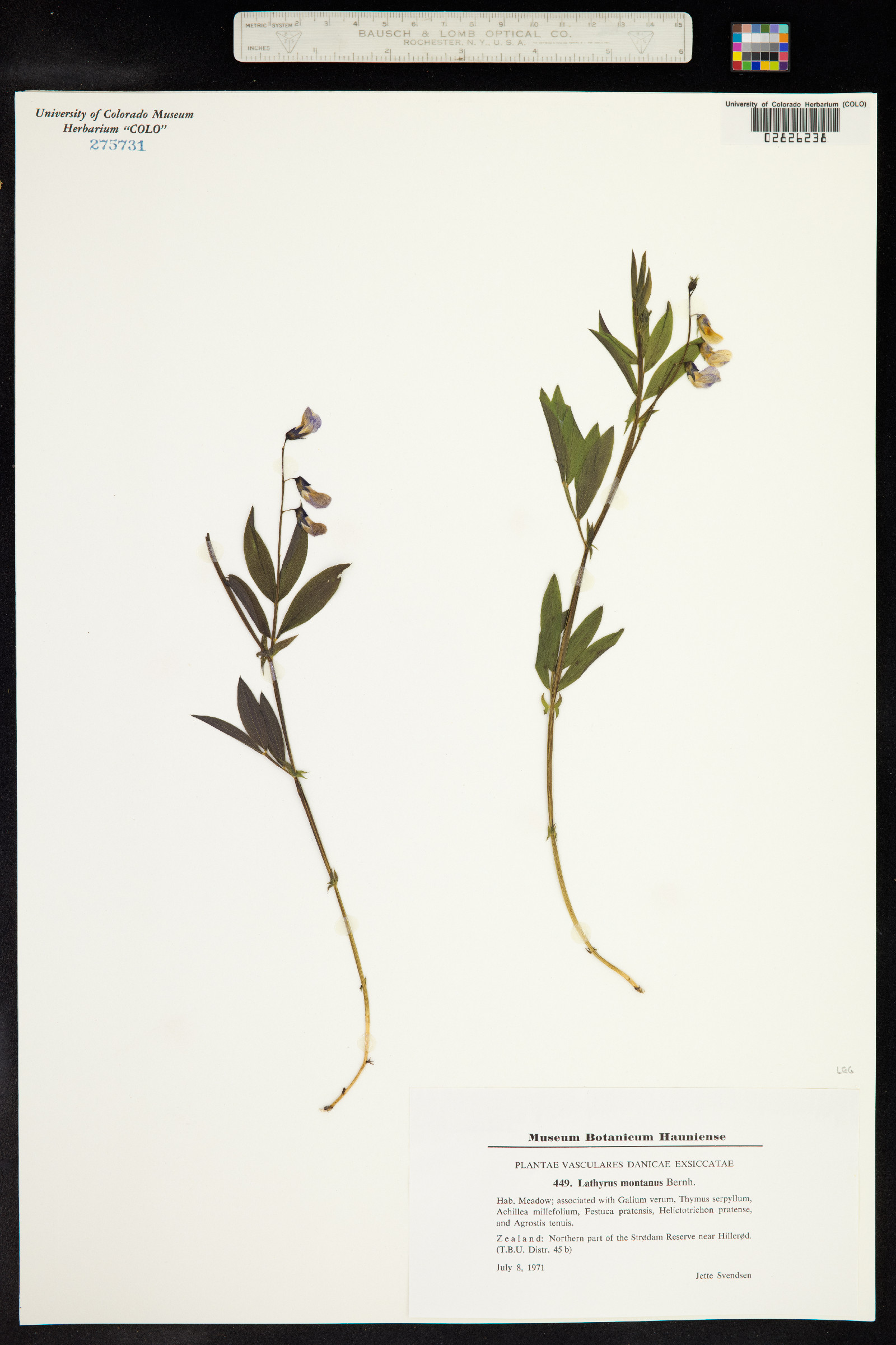 Lathyrus linifolius image