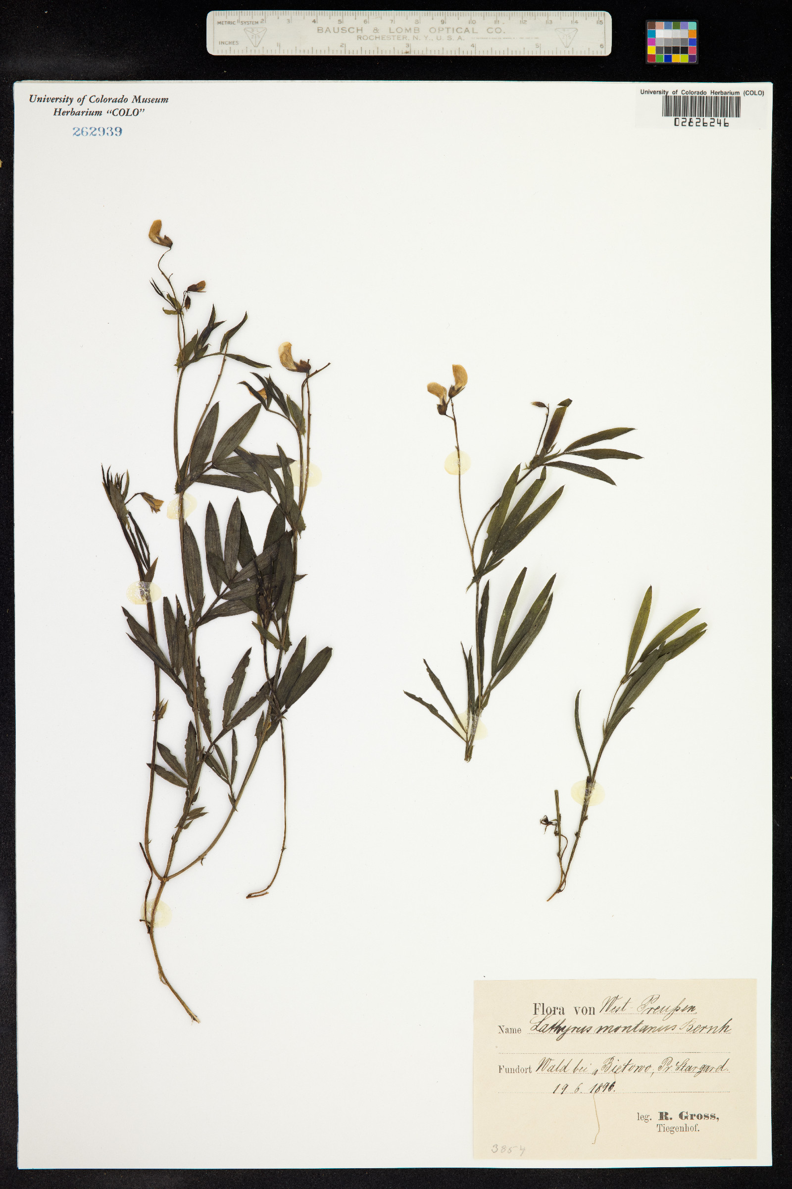 Lathyrus linifolius image