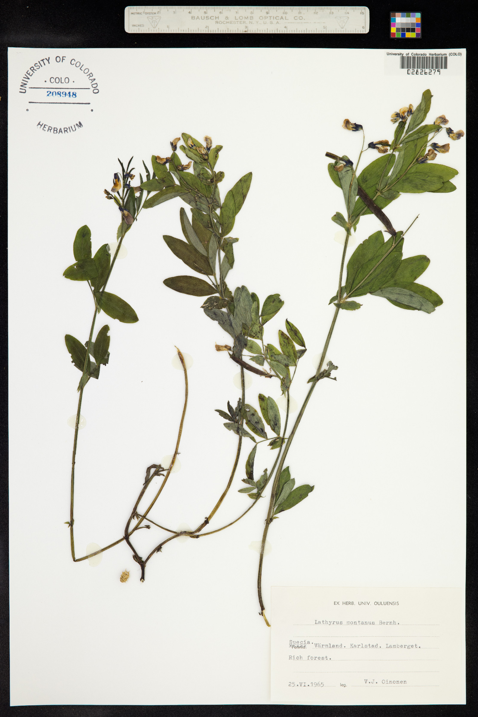 Lathyrus linifolius image