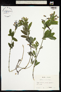 Lathyrus linifolius image