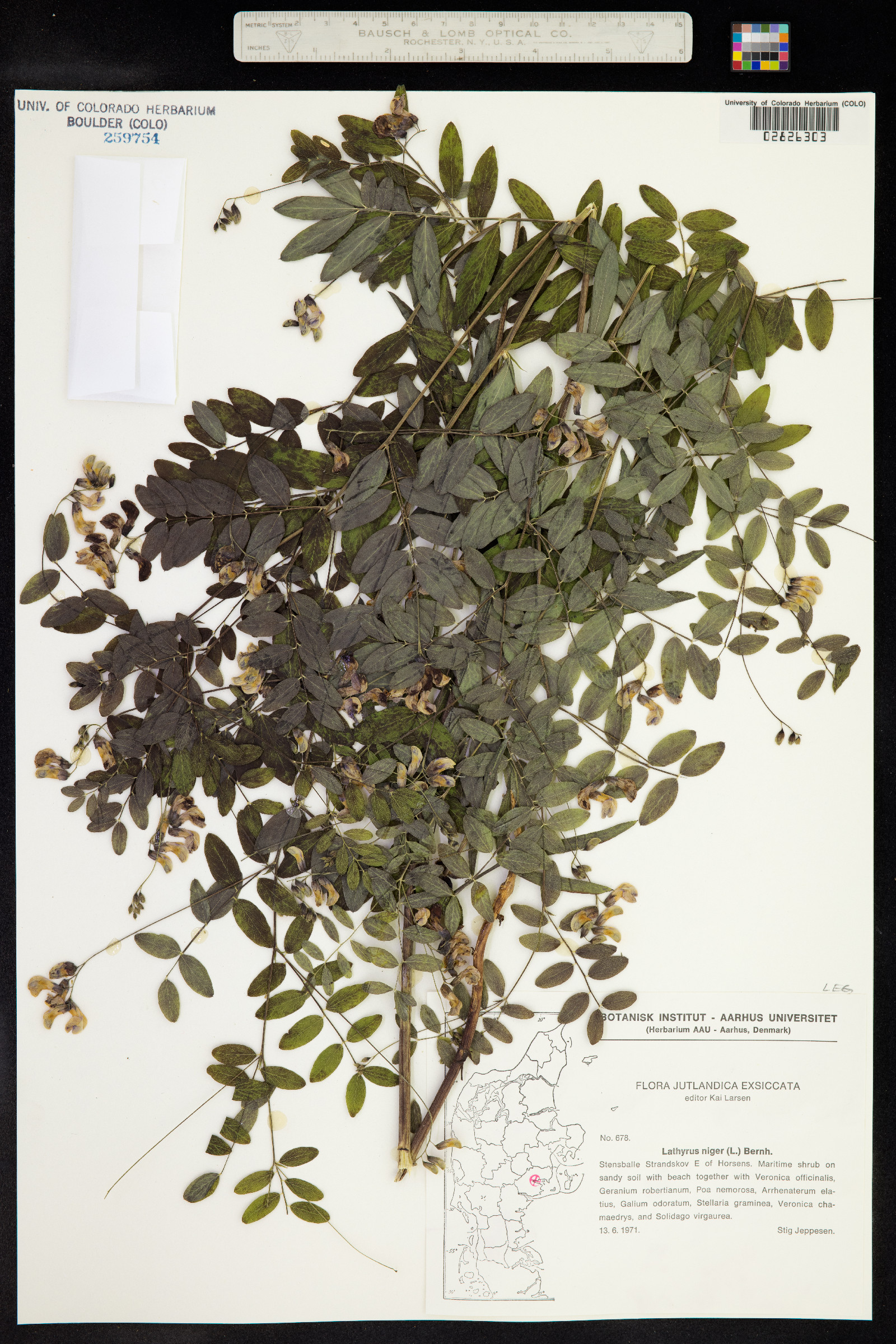 Lathyrus niger image