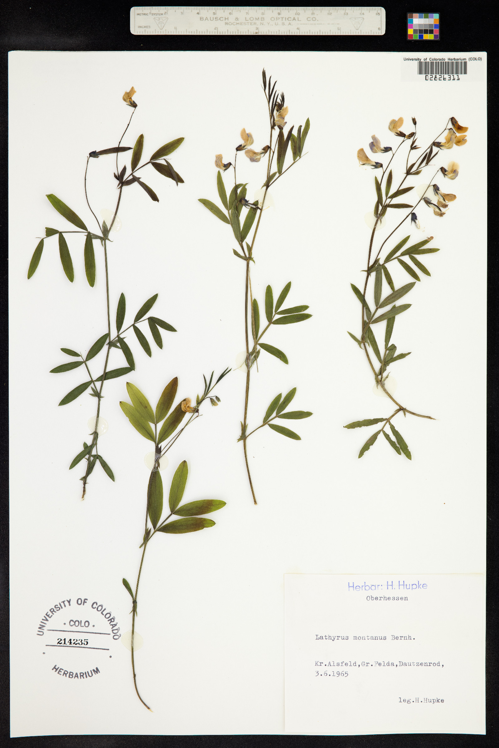 Lathyrus linifolius image