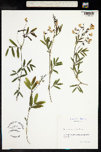 Lathyrus linifolius image