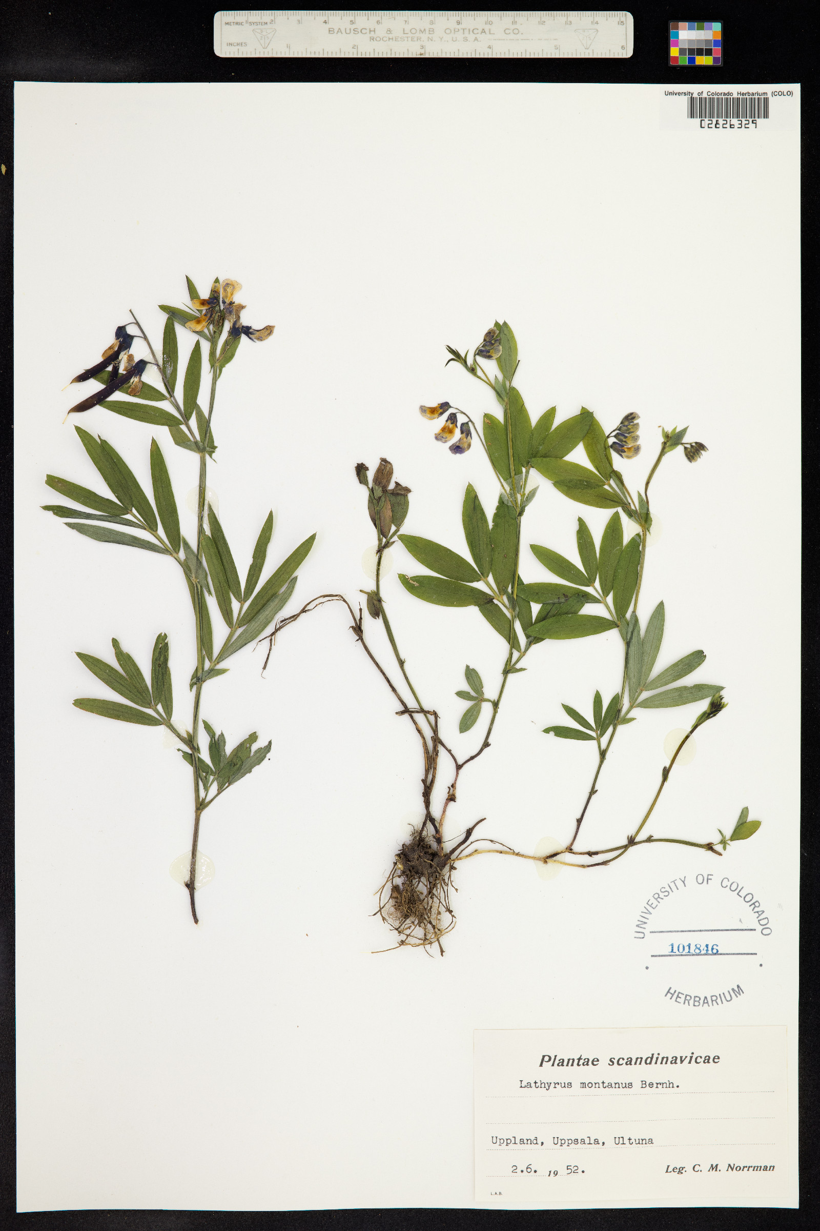 Lathyrus linifolius image