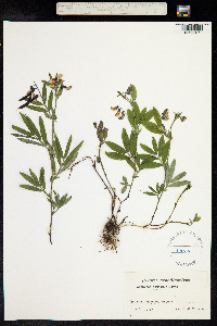 Lathyrus linifolius image