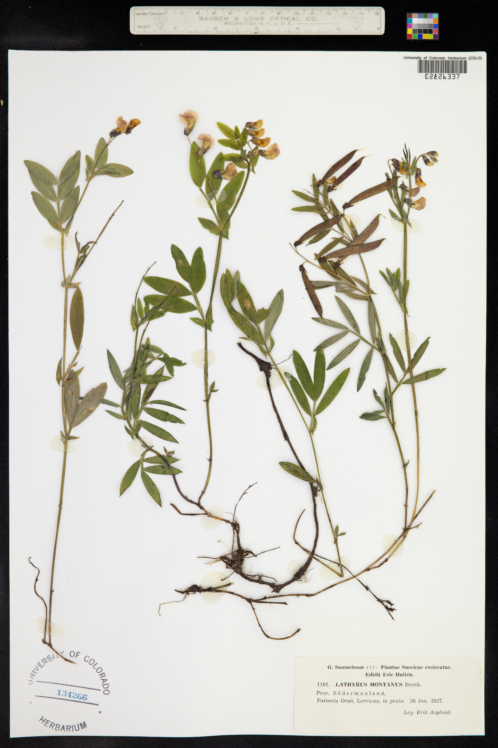 Lathyrus linifolius image