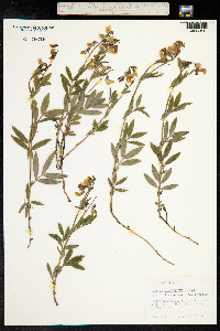 Lathyrus linifolius image