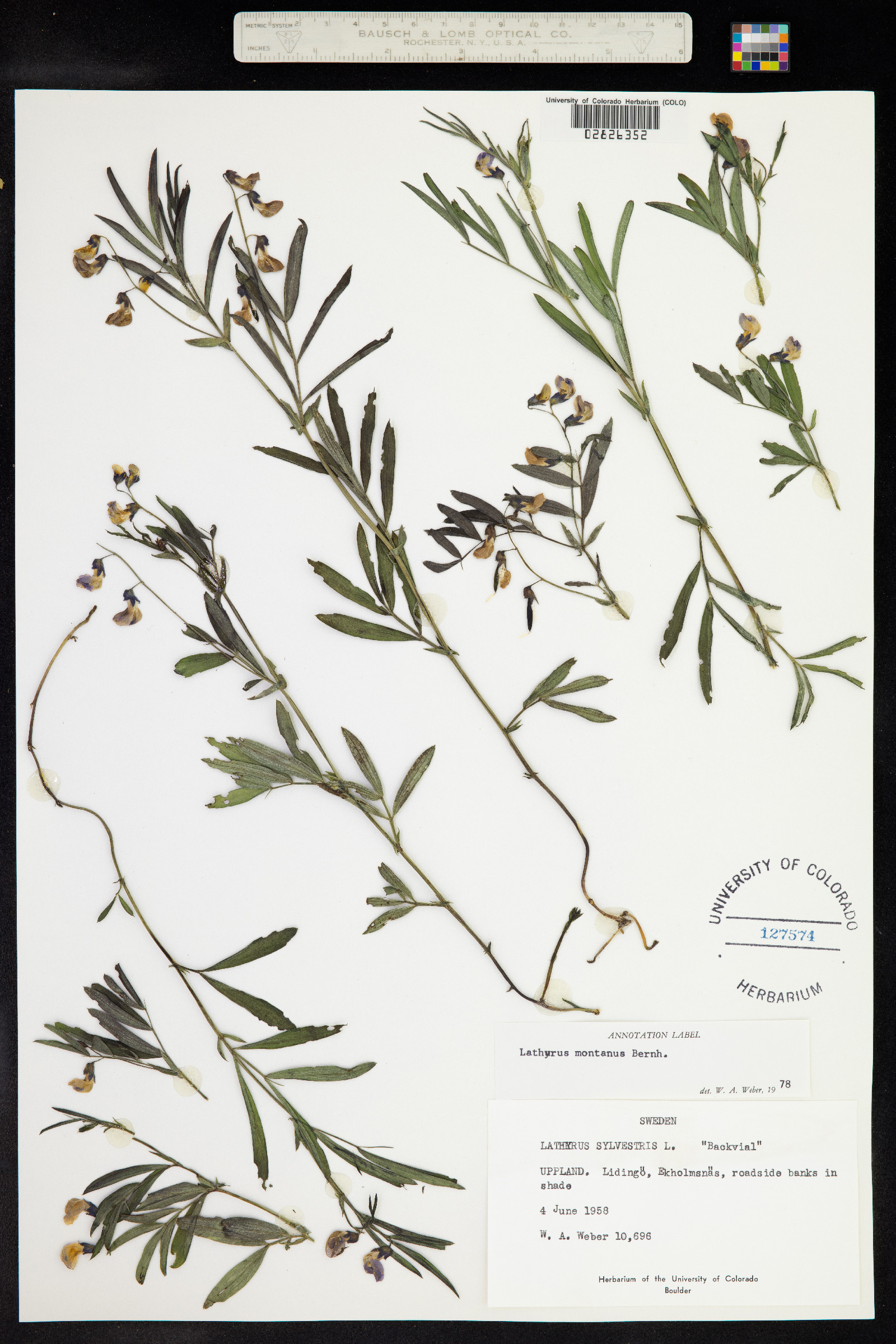Lathyrus linifolius image