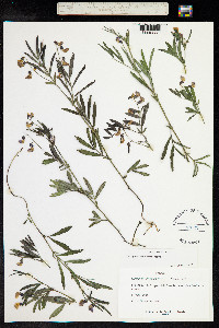 Lathyrus linifolius image