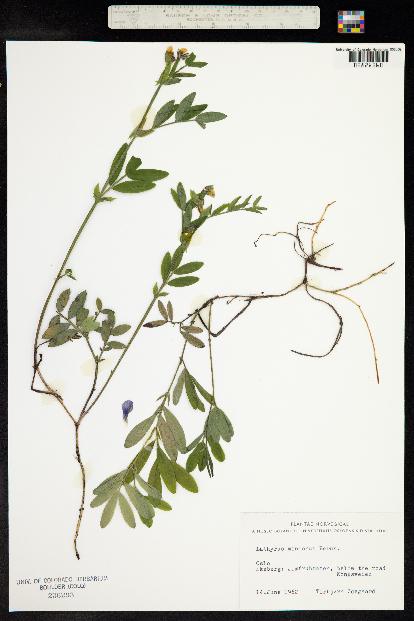 Lathyrus linifolius image
