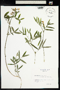 Lathyrus linifolius image