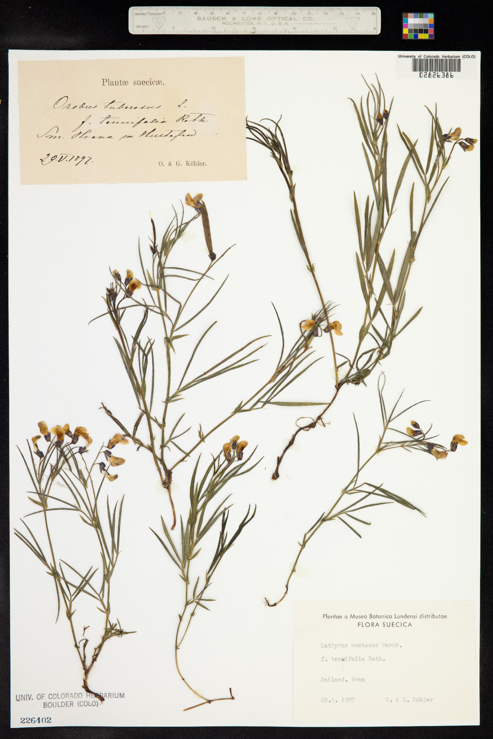 Lathyrus linifolius image