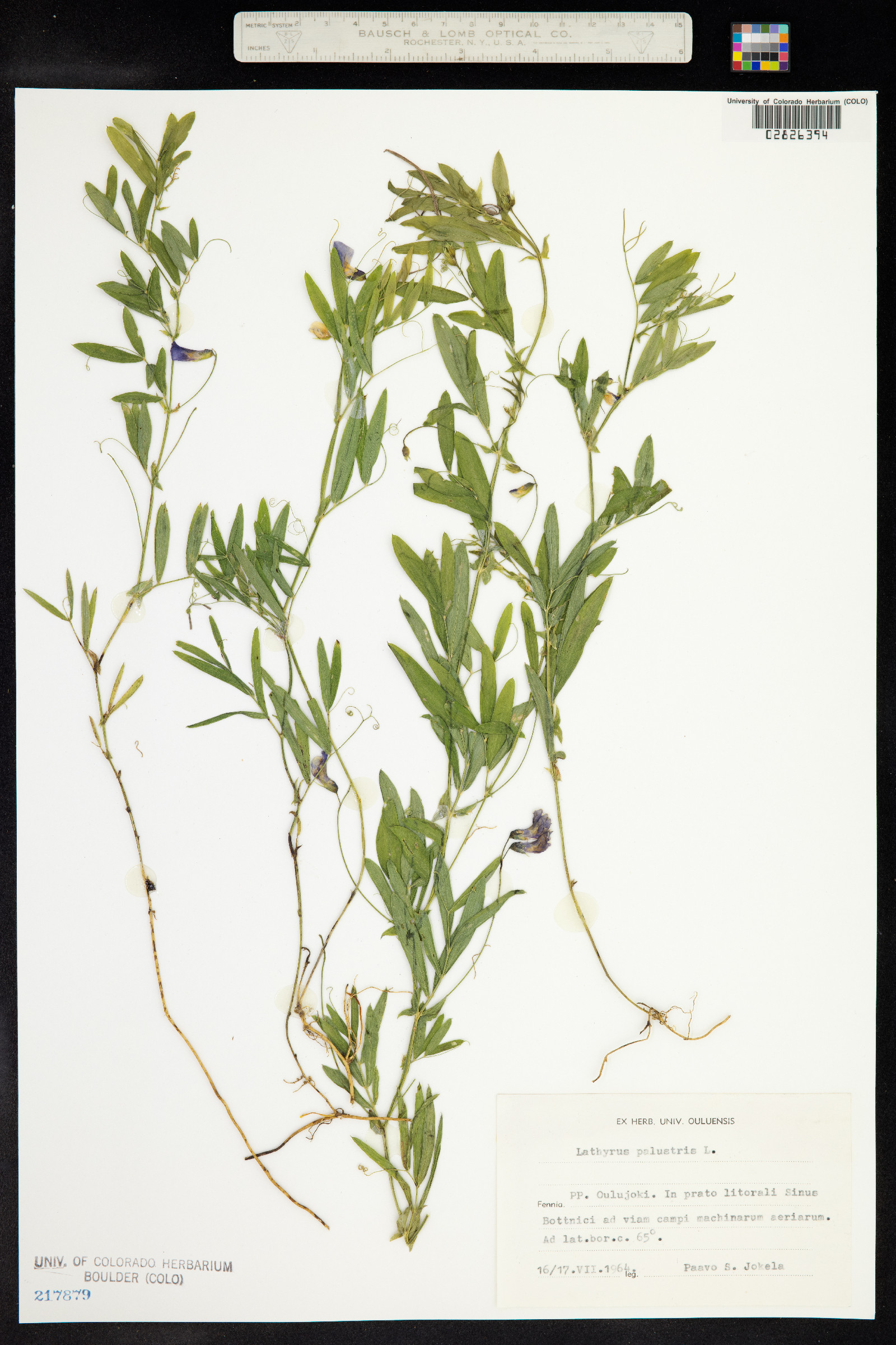 Lathyrus palustris image